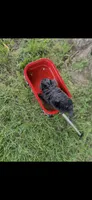 Half Pint Little Male Pomapoo Puppy, a male Pomapoo for sale in Niles, MI – 4 of 4
