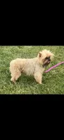 AKC Spike Brussels Griffon , a male Brussels Griffon for sale in Niles, MI – 6 of 7