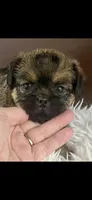 AKC Spike Brussels Griffon , a male Brussels Griffon for sale in Niles, MI – 4 of 7