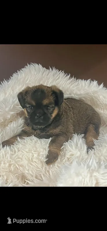 AKC Spike Brussels Griffon  – Brussels Griffon puppy for sale in Niles, MI