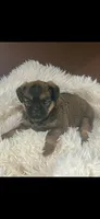 AKC Spike Brussels Griffon , a male Brussels Griffon for sale in Niles, MI – 1 of 7