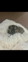 AKC Spike Brussels Griffon , a male Brussels Griffon for sale in Niles, MI – 2 of 7