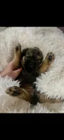 AKC Spike Brussels Griffon , a male Brussels Griffon for sale in Niles, MI – 5 of 7