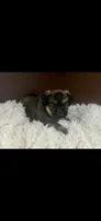 AKC Spike Brussels Griffon , a male Brussels Griffon for sale in Niles, MI – 3 of 7