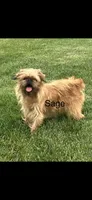 AKC Spike Brussels Griffon , a male Brussels Griffon for sale in Niles, MI – 7 of 7