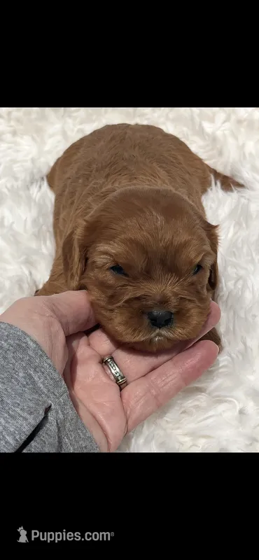 AKC Suzy Q Cavalier King Charles  – Cavalier King Charles Spaniel puppy for sale in Niles, MI