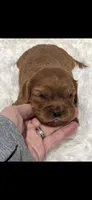 AKC Suzy Q Cavalier King Charles , a female Cavalier King Charles Spaniel for sale in Niles, MI – 1 of 4
