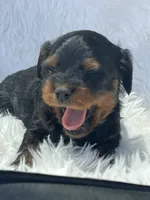 Amber Black n Tan Cavapoo Puppy, a female Cavapoo for sale in Niles, MI – 4 of 4