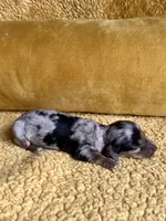 AKC Shelby Mini Dachshund Female Puppy, a female Miniature Dachshund for sale in Niles, MI – Photo 2 of 5