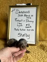 AKC Shelby Mini Dachshund Female Puppy, a female Miniature Dachshund for sale in Niles, MI – Photo 1 of 5