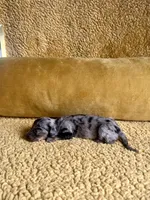 AKC Shelby Mini Dachshund Female Puppy, a female Miniature Dachshund for sale in Niles, MI – Photo 5 of 5