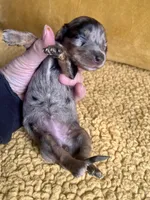 AKC Shelby Mini Dachshund Female Puppy, a female Miniature Dachshund for sale in Niles, MI – Photo 3 of 5
