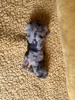 AKC Shelby Mini Dachshund Female Puppy, a female Miniature Dachshund for sale in Niles, MI – Photo 4 of 5