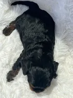 Amber Black n Tan Cavapoo Puppy, a female Cavapoo for sale in Niles, MI – 3 of 4