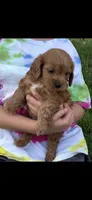 Arthur Ruby Cavapoo Puppy, a male Cavapoo for sale in Niles, MI – 2 of 5