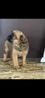 AKC Lucy Female Brussels Griffon, a female Brussels Griffon for sale in Niles, MI – 2 of 6