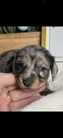 AKC Symon Miniature Dachshund Puppy, a male Miniature Dachshund for sale in Niles, MI – Photo 3 of 8