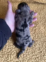 AKC Simon Miniature Dachshund Puppy, a male Miniature Dachshund for sale in Niles, MI – Photo 3 of 6