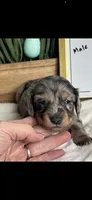 AKC Symon Miniature Dachshund Puppy, a male Miniature Dachshund for sale in Niles, MI – Photo 6 of 8