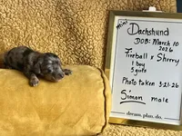 AKC Simon Miniature Dachshund Puppy, a male Miniature Dachshund for sale in Niles, MI – Photo 1 of 6