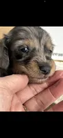 AKC Symon Miniature Dachshund Puppy, a male Miniature Dachshund for sale in Niles, MI – Photo 4 of 8