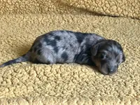 AKC Simon Miniature Dachshund Puppy, a male Miniature Dachshund for sale in Niles, MI – Photo 2 of 6