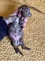 AKC Simon Miniature Dachshund Puppy, a male Miniature Dachshund for sale in Niles, MI – Photo 5 of 6