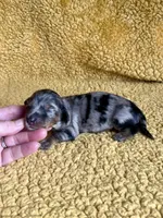 AKC Simon Miniature Dachshund Puppy, a male Miniature Dachshund for sale in Niles, MI – Photo 4 of 6