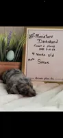 AKC Symon Miniature Dachshund Puppy, a male Miniature Dachshund for sale in Niles, MI – Photo 2 of 8