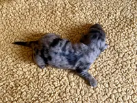 AKC Simon Miniature Dachshund Puppy, a male Miniature Dachshund for sale in Niles, MI – Photo 6 of 6