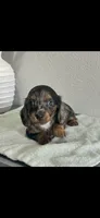 AKC Shelly Blue Miniature Dachshund Female Puppy, a female Miniature Dachshund for sale in Niles, MI – 4 of 9