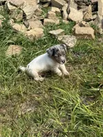 Candy, a female Jack Russell Terrier for sale in Wytheville, VA – 9 of 10