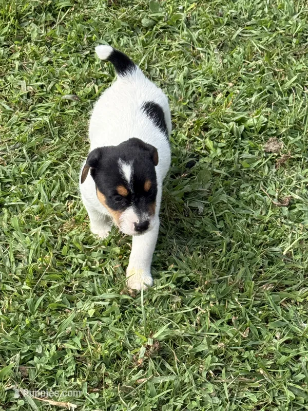Boone – Jack Russell Terrier puppy for sale in Wytheville, VA