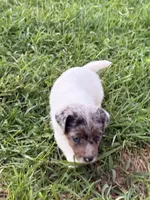 Buck, a male Jack Russell Terrier for sale in Wytheville, VA – 3 of 4