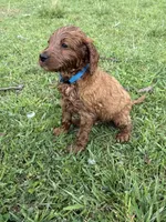 Paddy, a male Irish Setter and Poodle - Standard  for sale in Wytheville, VA – 2 of 2