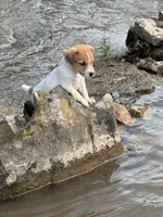 Buster, a male Jack Russell Terrier for sale in Wytheville, VA – 6 of 9