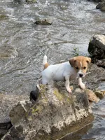 Buster, a male Jack Russell Terrier for sale in Wytheville, VA – 2 of 9
