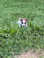 Beau , a male Jack Russell Terrier for sale in Wytheville, VA – 5 of 10