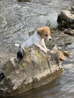 Buster, a male Jack Russell Terrier for sale in Wytheville, VA – 9 of 9