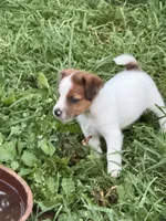 Beau , a male Jack Russell Terrier for sale in Wytheville, VA – 6 of 10