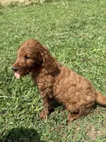 Finny, a male Irish Setter and Poodle - Standard  for sale in Wytheville, VA – 4 of 5