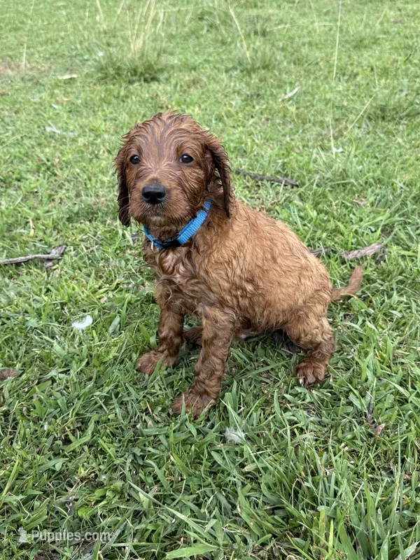 Paddy – Irish Setter, Poodle - Standard  puppy for sale in Wytheville, VA