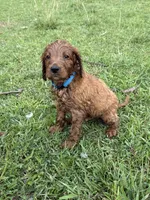 Paddy, a male Irish Setter and Poodle - Standard  for sale in Wytheville, VA – 1 of 2