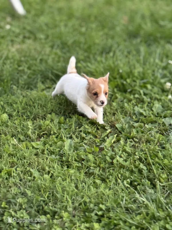 Candy – Jack Russell Terrier puppy for sale in Wytheville, VA
