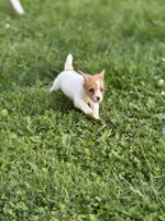 Candy, a female Jack Russell Terrier for sale in Wytheville, VA – 4 of 10
