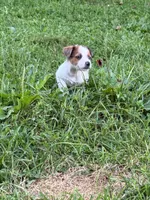 Beau , a male Jack Russell Terrier for sale in Wytheville, VA – 7 of 10