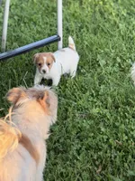 Candy, a female Jack Russell Terrier for sale in Wytheville, VA – 8 of 10