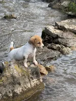 Buster, a male Jack Russell Terrier for sale in Wytheville, VA – 3 of 9