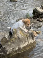 Buster, a male Jack Russell Terrier for sale in Wytheville, VA – 5 of 9