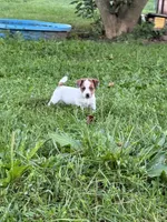Beau , a male Jack Russell Terrier for sale in Wytheville, VA – 8 of 10
